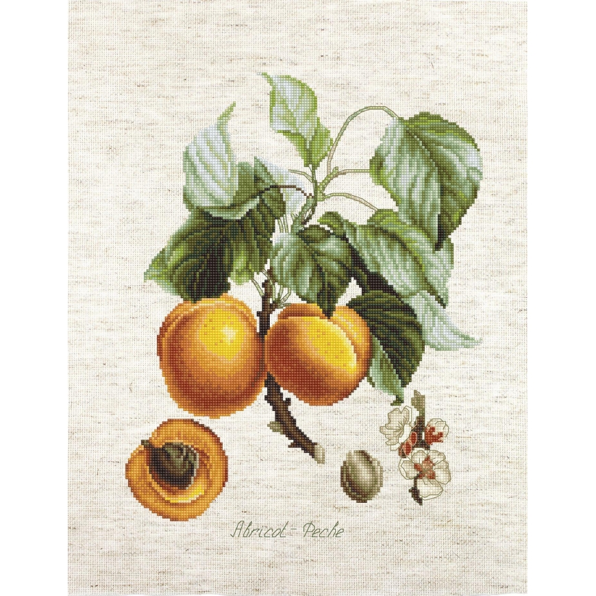 Luca S Apricot-Peach SBA22450