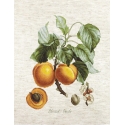 Luca S Apricot-Peach SBA22450 Luca S Apricot-Peach SBA22450
