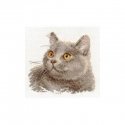 Beldizart British cat S0-134 Beldizart British cat S0-134