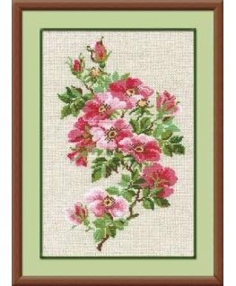 Uab 039039Riolis039039 May wild rose 809