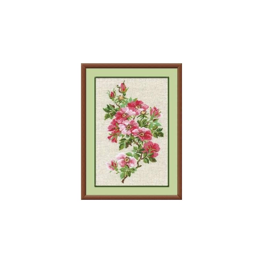 Uab 039039Riolis039039 May wild rose 809