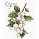 Beldizart Berries SNV-662 Beldizart Berries SNV-662