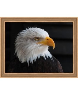 Beldizart (Discontinued) Bald eagle 40х30 cm AZ-1714