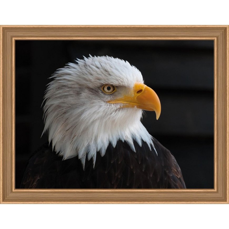 Beldizart (Discontinued) Bald eagle 40х30 cm AZ-1714