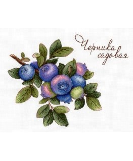 Beldizart Blueberries SNV-656