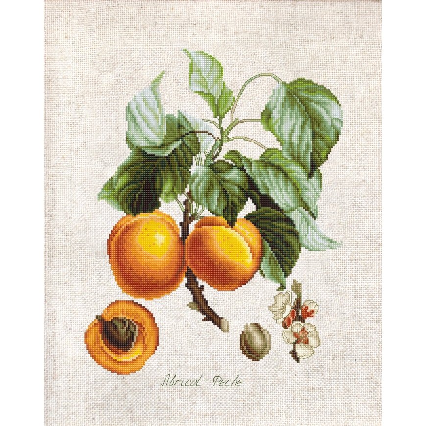 luca S Apricot-Peche SBL22450