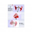 Olympia 1x100 DIN A5 125 micron laminator pouch 100 pc(s) Olympia 1x100 DIN A5 125 micron laminator pouch 100 pc(s)