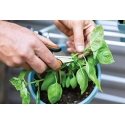 FISKARS SOLID SP220 HERB SCISSORS FISKARS SOLID SP220 HERB SCISSORS