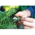 FISKARS SOLID SP220 HERB SCISSORS FISKARS SOLID SP220 HERB SCISSORS