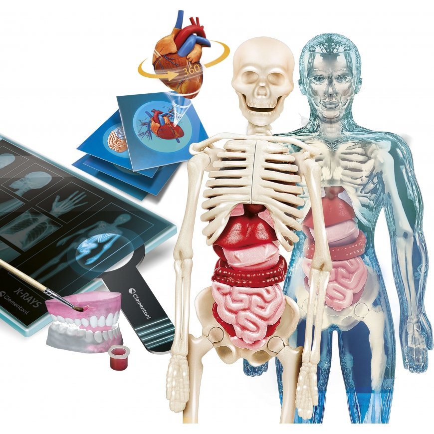 Clementoni Super Anatomy - tiedesetti – 3