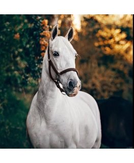 Beldizart White horse 40*40 WD3030