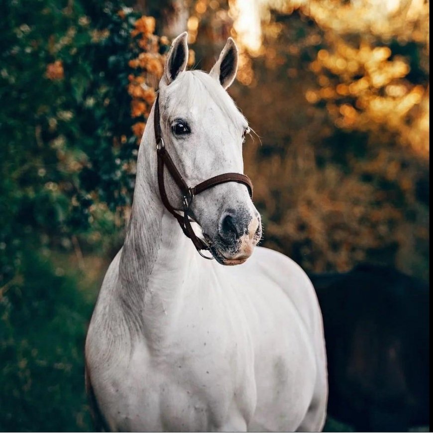 Beldizart White horse 40*40 WD3030