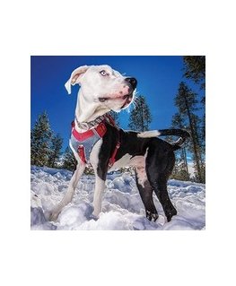 Pets Collection VEŽĖJAS AUGINĖJUI
