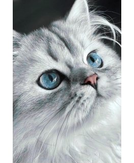 Beldizart Cat eyes 20*30 cm WD3003