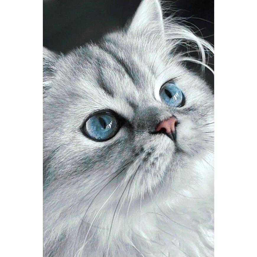 Beldizart Cat eyes 20*30 cm WD3003