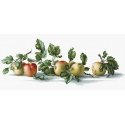 luca S Apples SB2265 luca S Apples SB2265