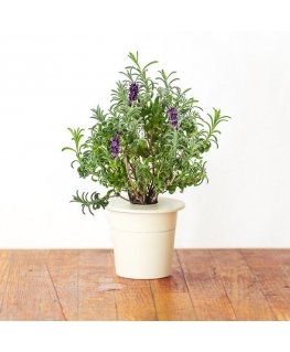 Click and Grow 3 pcs. addition - lavender seeds