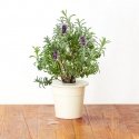 Click and Grow 3 pcs. addition - lavender seeds Click and Grow 3 pcs. addition - lavender seeds