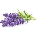 Click and Grow 3 pcs. addition - lavender seeds Click and Grow 3 pcs. addition - lavender seeds