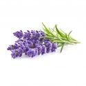 Click and Grow 3 pcs. addition - lavender seeds Click and Grow 3 pcs. addition - lavender seeds