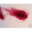 Levenhuk N18 NG preparatenset Stiklas Mikroskopo skaidrė Levenhuk N18 NG preparatenset Stiklas Mikroskopo skaidrė