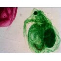 Levenhuk N18 NG preparatenset Klaas Mikroskoobi alusklaas Levenhuk N18 NG preparatenset Klaas Mikroskoobi alusklaas
