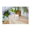 Yankee Candle Signature vaska svece Cilindrs Kokosrieksts, Ananāss, Vaniļa Balts 1 pcs Yankee Candle Signature vaska svece Cilindrs Kokosrieksts, Ananāss, Vaniļa Balts 1 pcs
