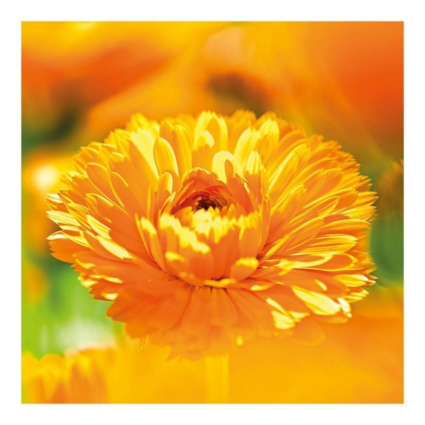 Weleda Cos Calendula Cream 75ml – 4