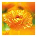 Weleda Cos Calendula Cream 75ml Weleda Cos Calendula Cream 75ml