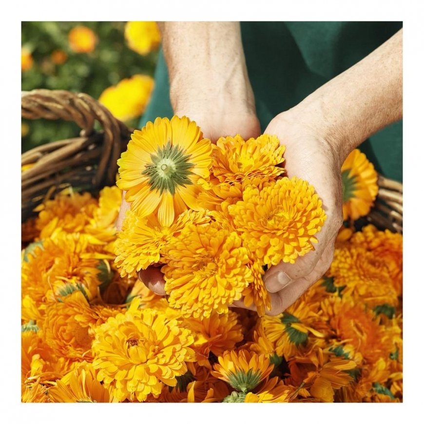 Weleda Cos Calendula Cream 75ml – 5
