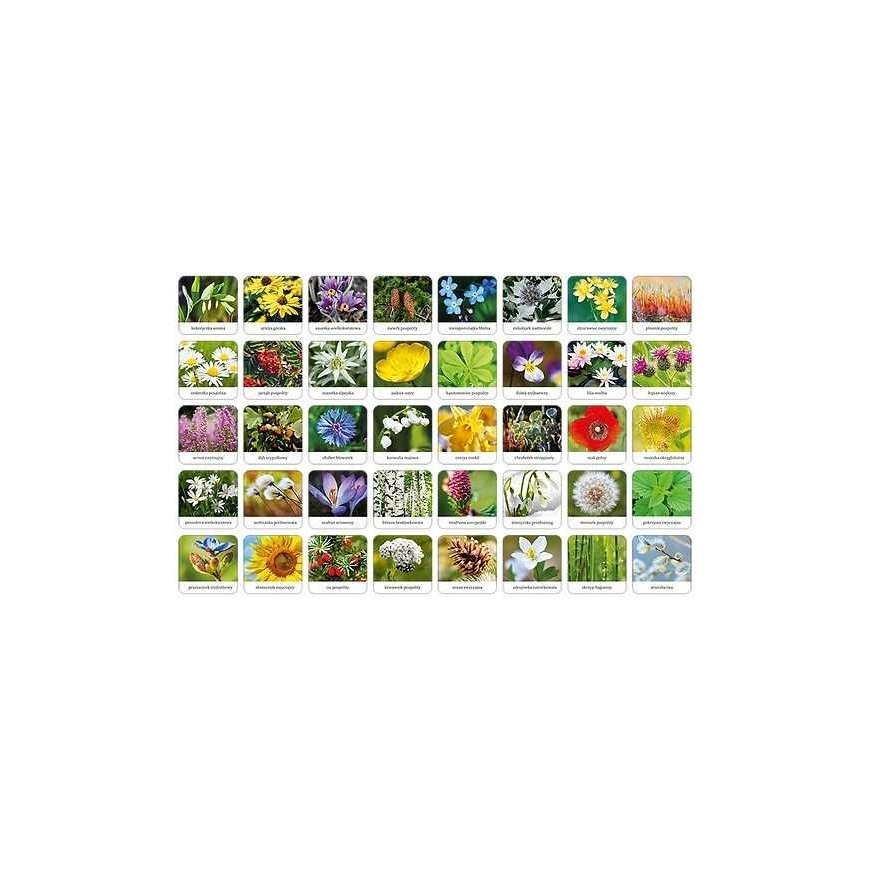 Adamig's Polish flora memory game – 2