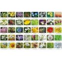 Adamig's Polish flora memory game