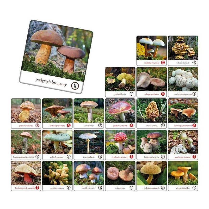 Adamigo Gra memory - grzyby polski – 2