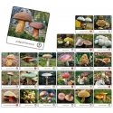 Adamigo Gra memory - grzyby polski Adamigo Gra memory - grzyby polski