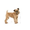 Royal Canin Mini Dental Care 3 kg Adult Poultry Royal Canin Mini Dental Care 3 kg Adult Poultry