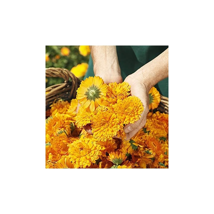 Weleda Calendula Dantų pasta 75ml – 2