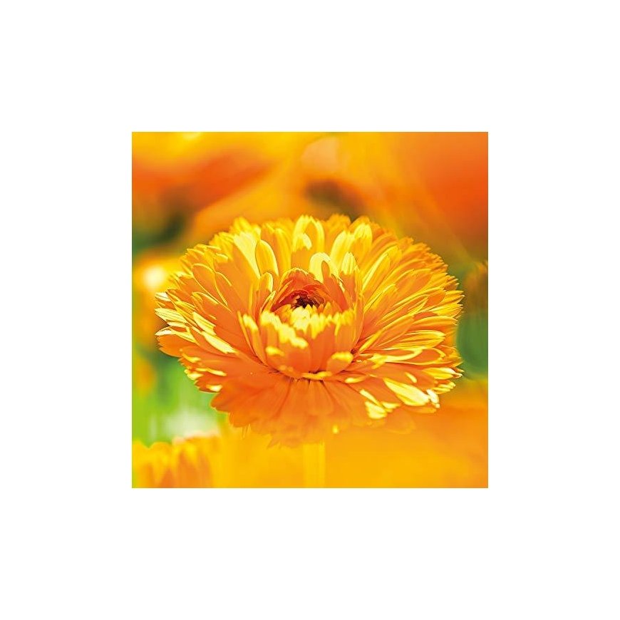Weleda Calendula Toothpaste 75ml – 3