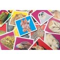 Tactic Wildlife Memo Korttipeli Yhdistelypeli