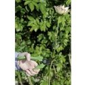 nożyczki florystyczne średnica cięcia 10mm, Bahco [P123-Žalias-B6] rękojeści žalia