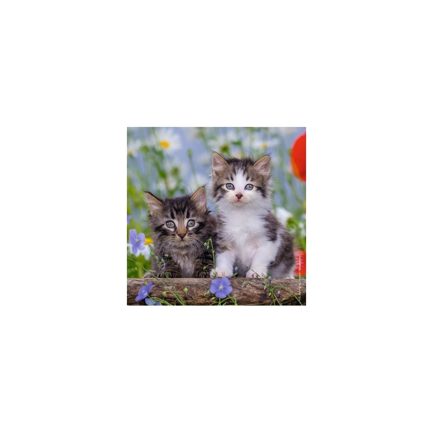 Ravensburger 08046 puzzle Contour puzzle 49 pc(s) Animals – 3