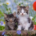 Ravensburger 08046 pusle Kontuurpusle 49 tk Animals